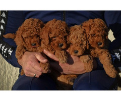 Mini poodles, red and apricot colors   | free-classifieds.co.uk - 8