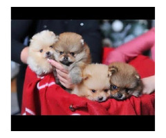 Purebred Pomeranian puppies  - 1