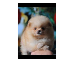 Purebred Pomeranian puppies  | free-classifieds.co.uk - 2