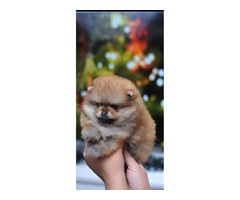 Purebred Pomeranian puppies  | free-classifieds.co.uk - 3