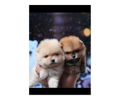Purebred Pomeranian puppies  - 6