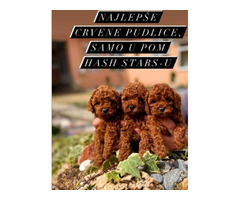 Miniature poodle puppies | free-classifieds.co.uk - 3