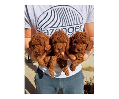 Miniature poodle puppies | free-classifieds.co.uk - 5