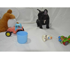 Exotic French Bulldog puppies  | free-classifieds.co.uk - 6