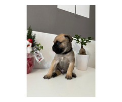 Bullmastiff puppies   | free-classifieds.co.uk - 5