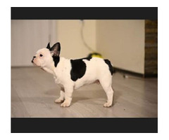 French Bulldog   | free-classifieds.co.uk - 1