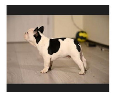 French Bulldog   | free-classifieds.co.uk - 7