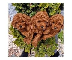 Miniature poodle puppies | free-classifieds.co.uk - 3