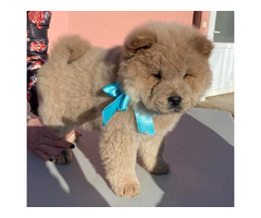 Chow-chow puppies   - 1