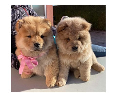 Chow-chow puppies   - 2
