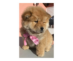 Chow-chow puppies   - 3