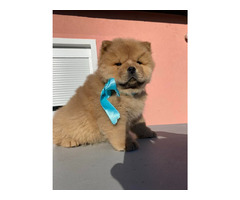 Chow-chow puppies   - 4