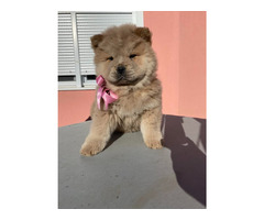 Chow-chow puppies   - 5