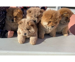 Chow-chow puppies   - 6
