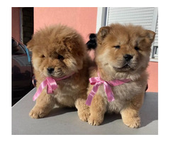 Chow-chow puppies   - 7