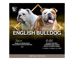 English Bulldog, puppies   - 8