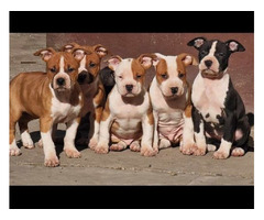American Staffordshire terrier  - 1
