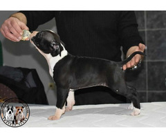American Staffordshire terrier  | free-classifieds.co.uk - 2