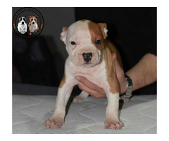 American Staffordshire terrier  | free-classifieds.co.uk - 4