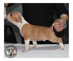 American Staffordshire terrier  | free-classifieds.co.uk - 5
