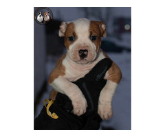 American Staffordshire terrier  | free-classifieds.co.uk - 6