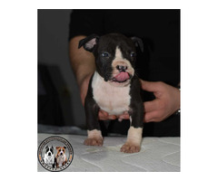 American Staffordshire terrier  - 7