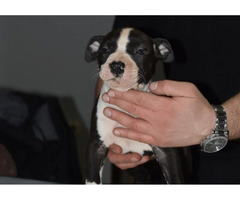 American Staffordshire terrier  - 8