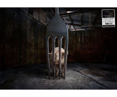 Factory Farming Cruelty for Humans, Animals and the Planet | free-classifieds.co.uk - 1