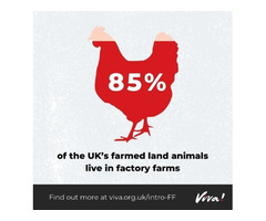 Factory Farming Cruelty for Humans, Animals and the Planet | free-classifieds.co.uk - 2