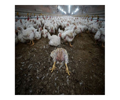 Factory Farming Cruelty for Humans, Animals and the Planet | free-classifieds.co.uk - 4
