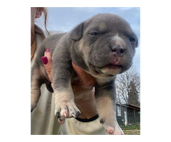 American bully pocket tricolor merle puppies  - 1