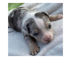 American bully pocket tricolor merle puppies  - 2