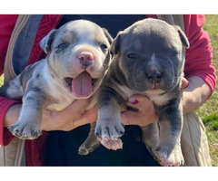 American bully pocket tricolor merle puppies  - 3