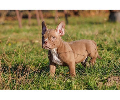 American Bully  | free-classifieds.co.uk - 2