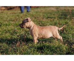 American Bully  | free-classifieds.co.uk - 3