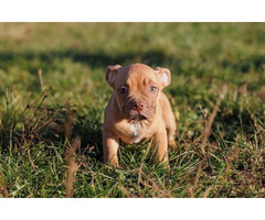 American Bully  | free-classifieds.co.uk - 4