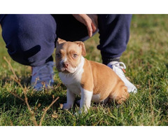 American Bully  | free-classifieds.co.uk - 5
