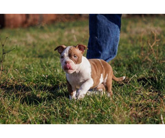 American Bully  | free-classifieds.co.uk - 7