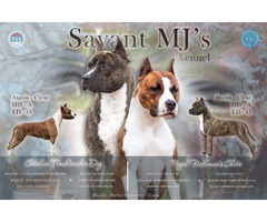 American Staffordshire terrier puppies of international origin | free-classifieds.co.uk - 1