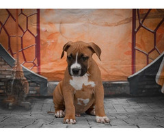 American Staffordshire terrier puppies of international origin | free-classifieds.co.uk - 2