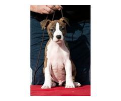 American Staffordshire terrier puppies of international origin | free-classifieds.co.uk - 3