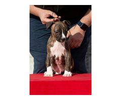 American Staffordshire terrier puppies of international origin | free-classifieds.co.uk - 4