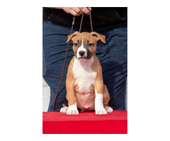 American Staffordshire terrier puppies of international origin | free-classifieds.co.uk - 5