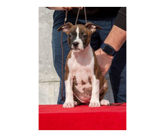 American Staffordshire terrier puppies of international origin | free-classifieds.co.uk - 6