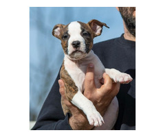 American Staffordshire terrier puppies of international origin | free-classifieds.co.uk - 7