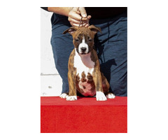 American Staffordshire terrier puppies of international origin | free-classifieds.co.uk - 8