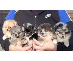 Pomeranian spitz beautiful puppies  | free-classifieds.co.uk - 1