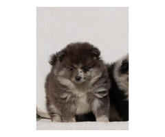 Pomeranian spitz beautiful puppies  | free-classifieds.co.uk - 2