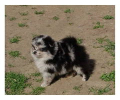 Pomeranian spitz beautiful puppies  | free-classifieds.co.uk - 3