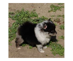Pomeranian spitz beautiful puppies  | free-classifieds.co.uk - 4